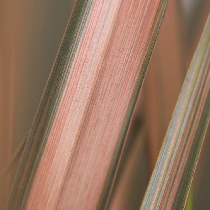 Phormium Pink Panther - New Zealand Flax main product photo