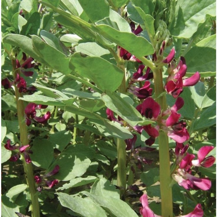 Broad Bean Crimson Flowered main product photo