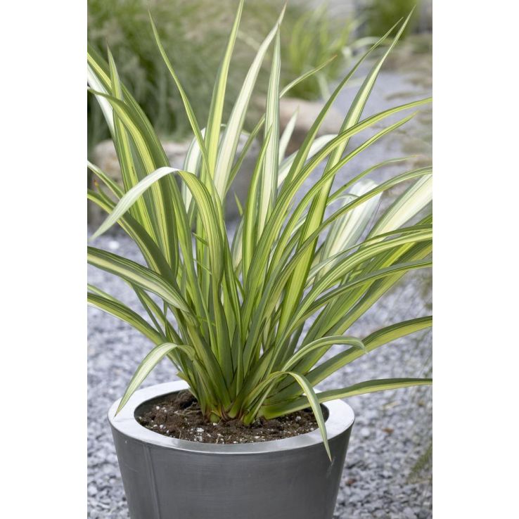 Phormium Cream Delight - New Zealand Flax