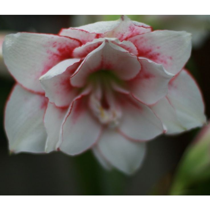 Amaryllis Elvas - Hippeastrum Bulb main product photo