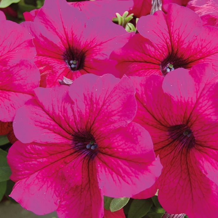 Petunia Tango Burgundy main product photo