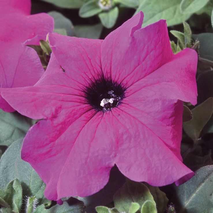 Petunia Tango Violet main product photo