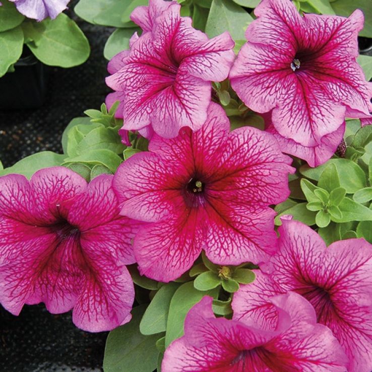 Petunia Tango Plum main product photo