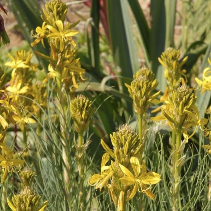 Asphodeline lutea 'Yellow Candle' main product photo