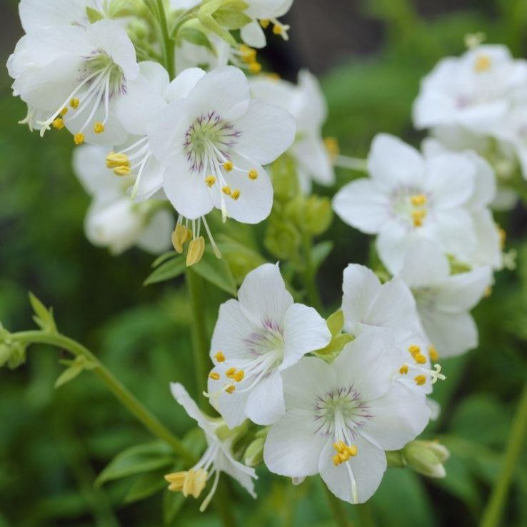 Polemonium caeruleum album - Jacob's ladder main product photo