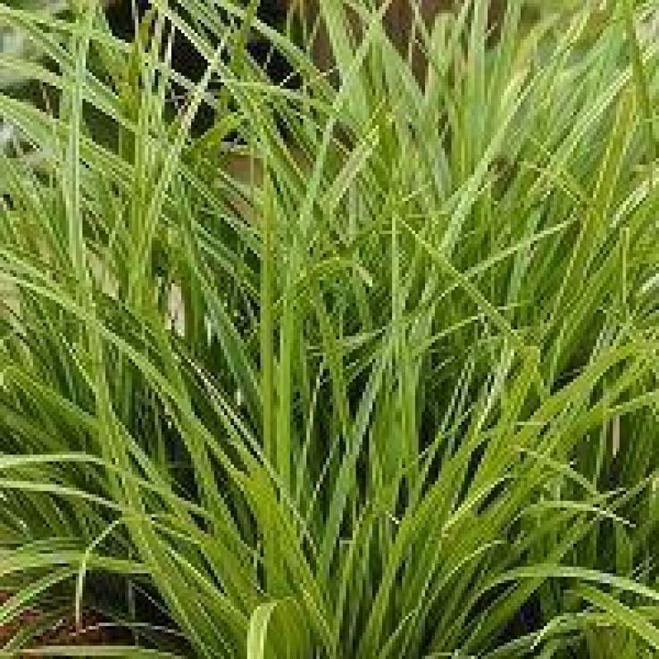 Carex morrowii Variegata