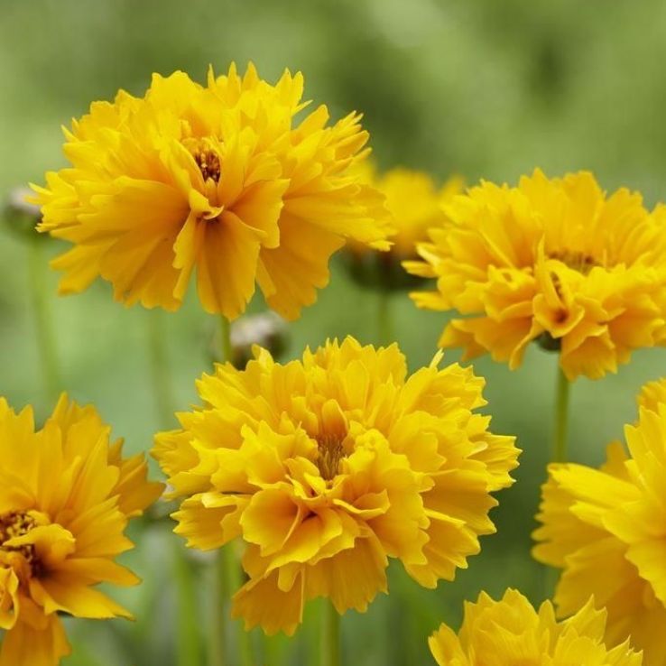 Coreopsis grandiflora Early Sunrise main product photo