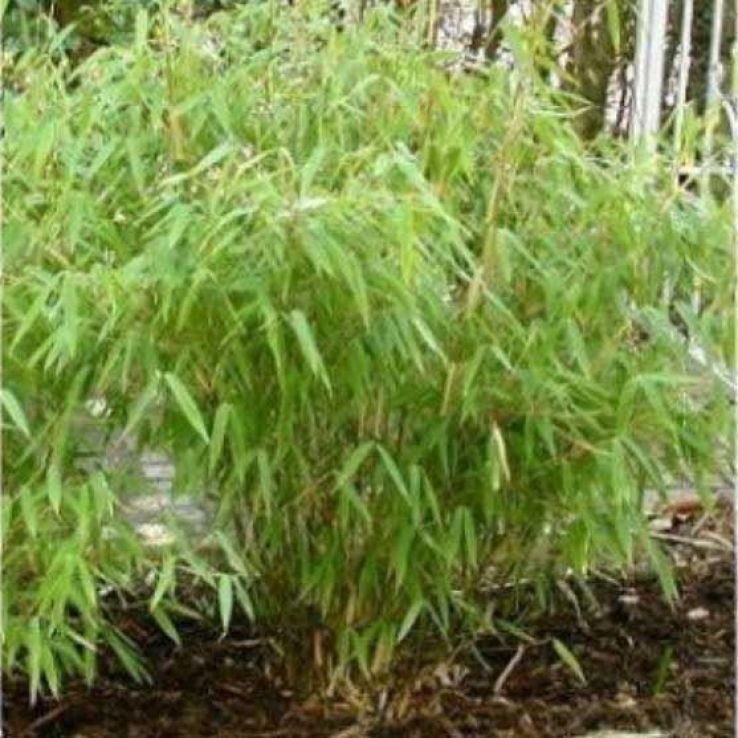 Fargesia murieliae 'Rufa' - Umbrella Bamboo - Large circa 150cm tall