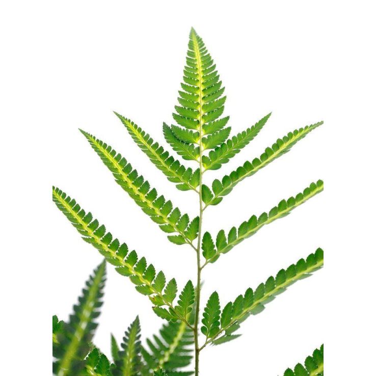 Arachniodes aristata variegata - Evergreen East Indian Holly Fern
