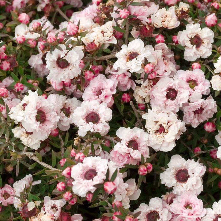 Leptospermum scoparium 'Apple Blossom' - New Zealand Tea Tree main product photo