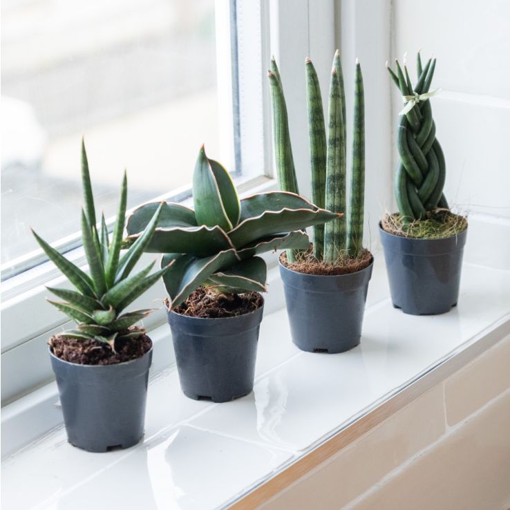 Snake Plants - Sansevieria Collection - Pack of Four Plants main product photo