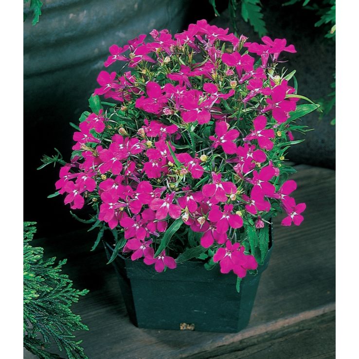 Lobelia Erinus Riviera Rose main product photo