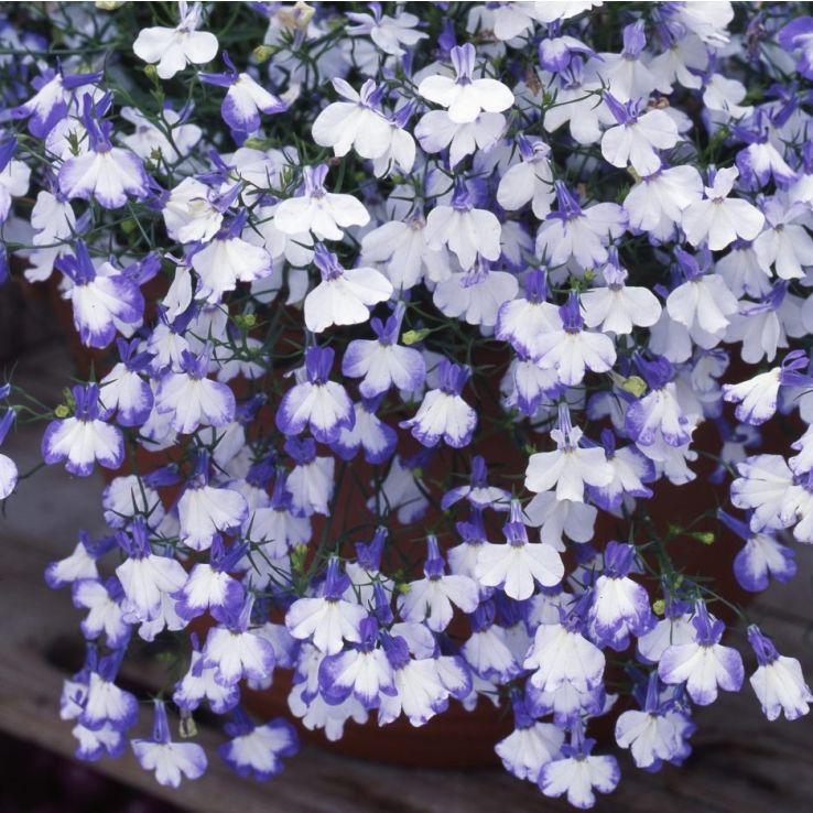 Lobelia pendula Regatta Blue Splash main product photo