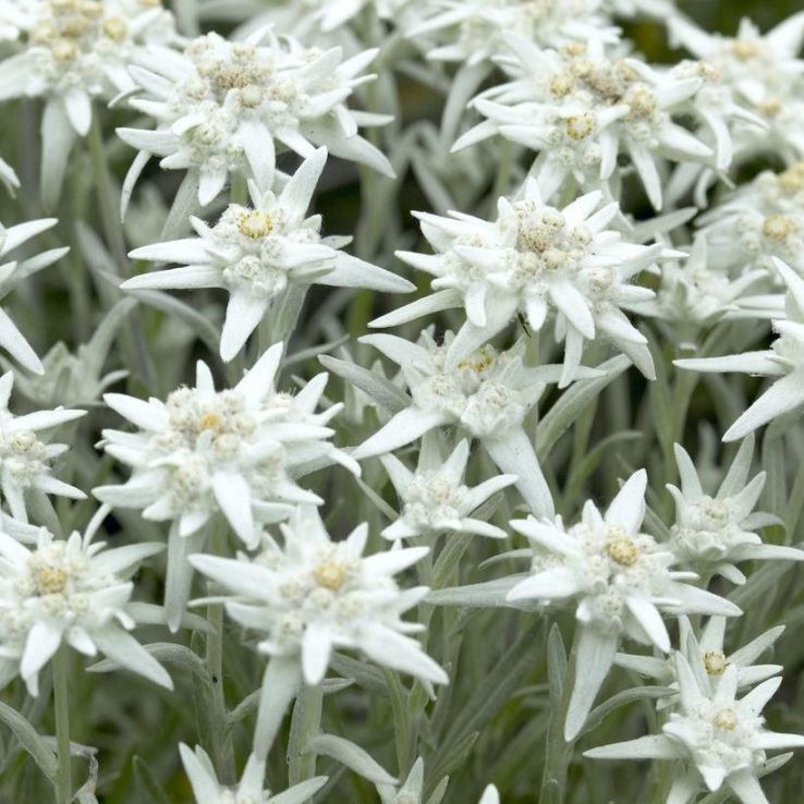 Leontopodium alpinum - Edelweiss main product photo