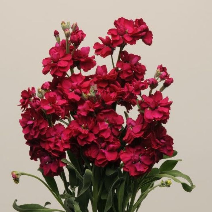 Matthiola Incana 'Katz Ruby' - Fragrant Column Stock Plant main product photo