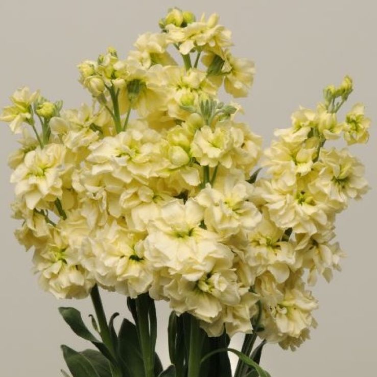 Matthiola Incana 'Katz Yellow' - Fragrant Column Stock Plant main product photo