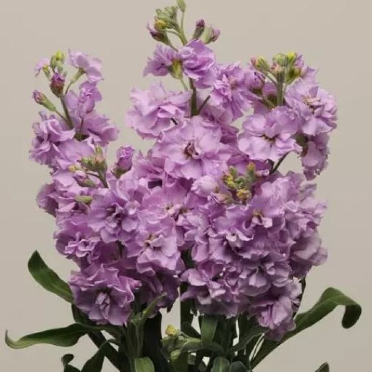 Matthiola Incana 'Katz Light Lavender' - Fragrant Column Stock Plant main product photo