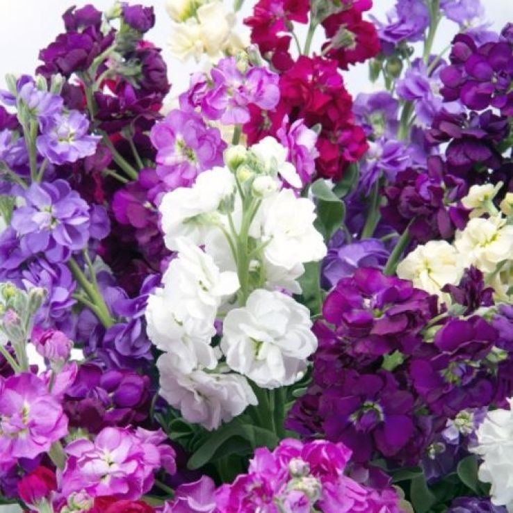 Matthiola Mammoth Excelsior Mixture - Fragrant Column Stock Plant main product photo