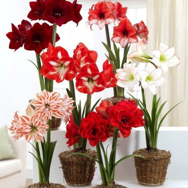 Amaryllis MEGA BAG - Pack of SIX in Assorted Bulb Varieties - Ideal Home Decor main product photo