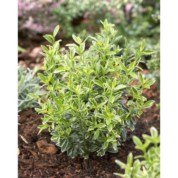 Euonymus Japonicus Microphyllus Albovariegatus