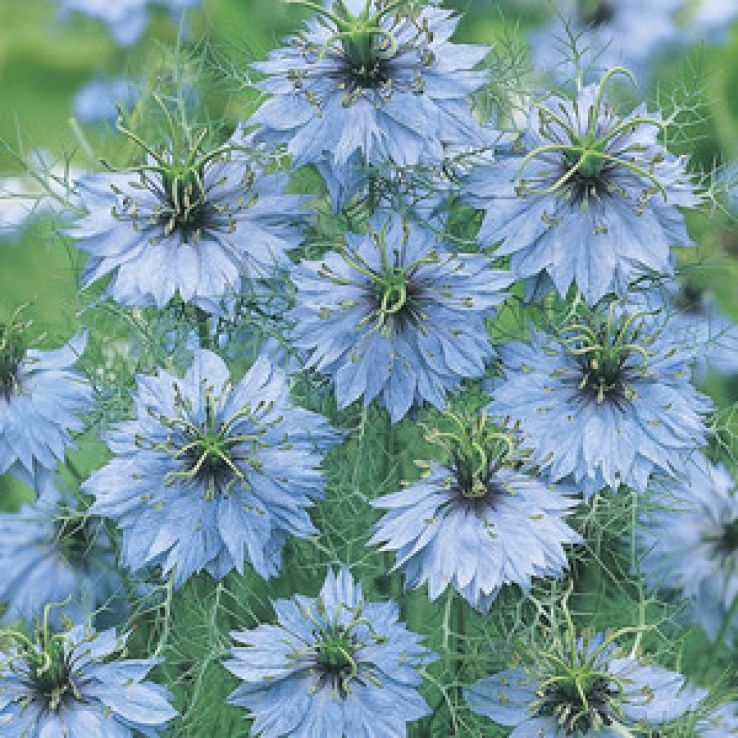 Nigella damascena Miss Jekyll Sky Blue main product photo