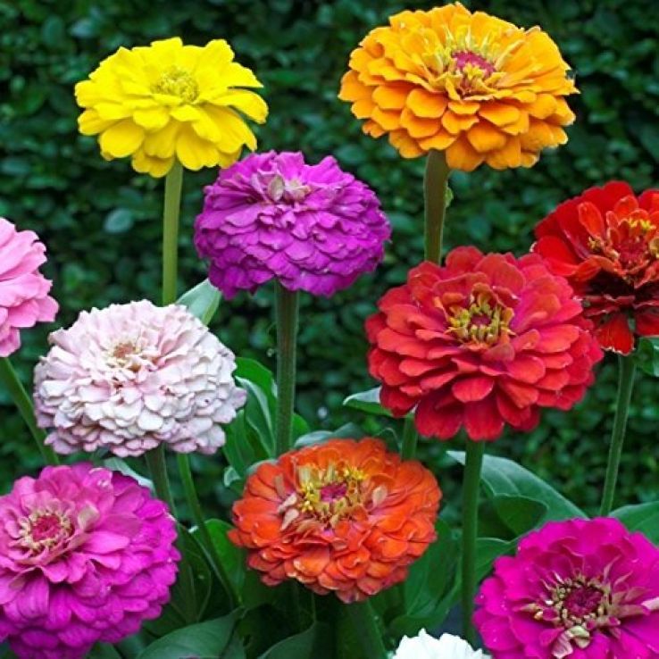 Zinnia elegans Pumila Floraplena Mix main product photo