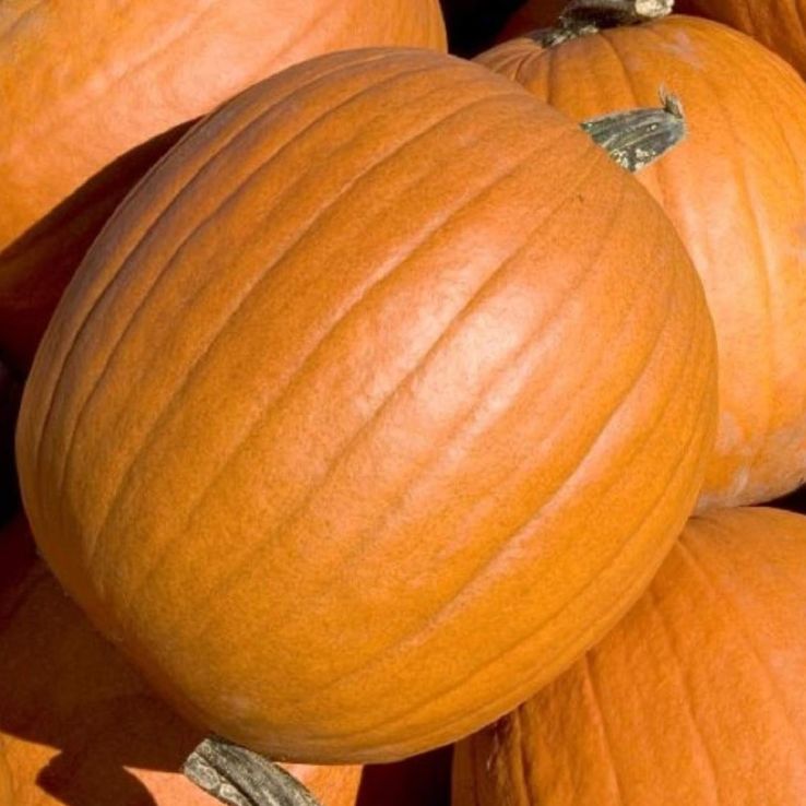 Pumpkin Plant 'Mammoth Gold' main product photo