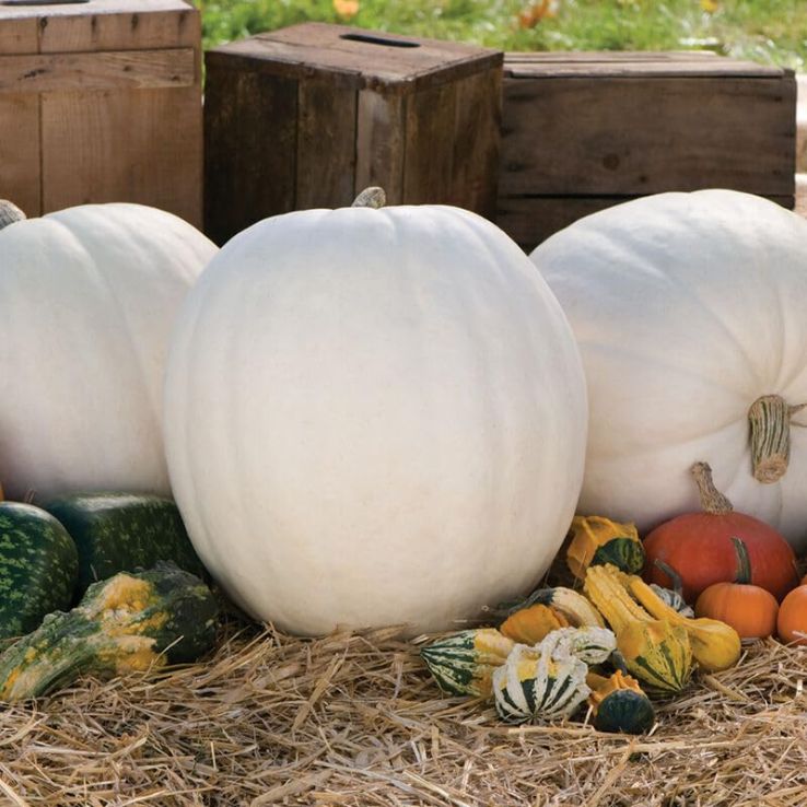 Pumpkin Plant 'Polar Bear' main product photo
