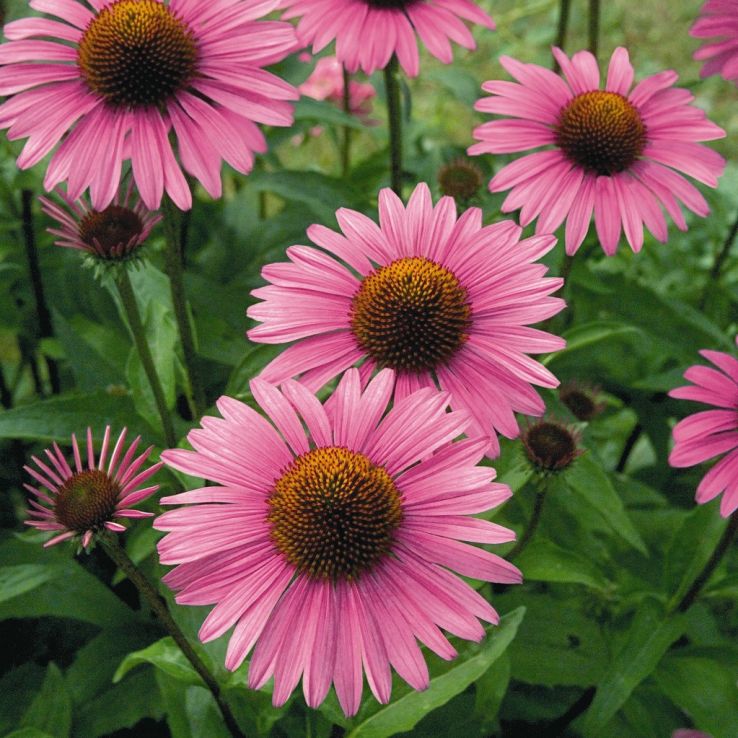 Echinacea Primadonna 'Deep Rose' main product photo