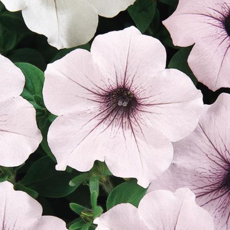 Petunia Hybrida Tidal Wave Silver main product photo
