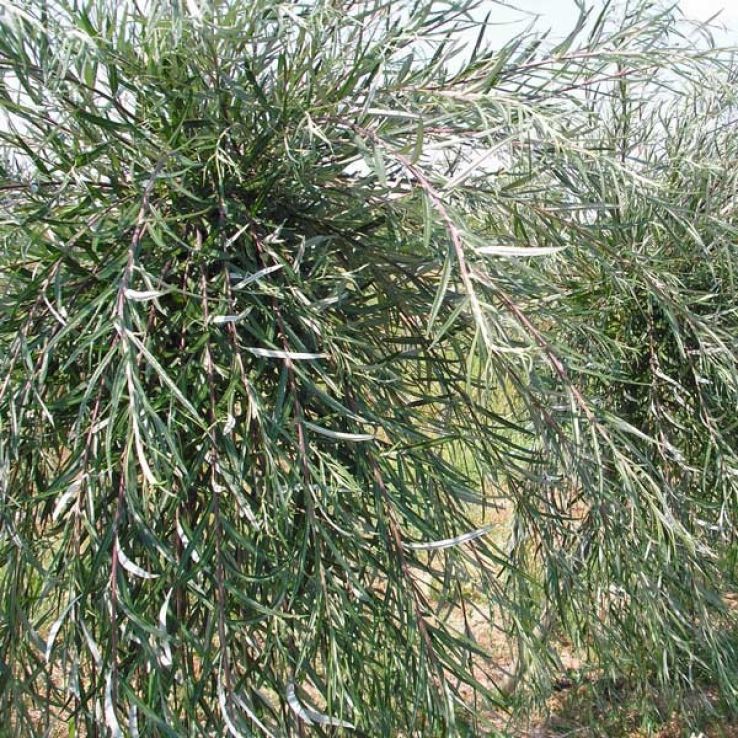 Salix Palmowa - Palm Willow main product photo