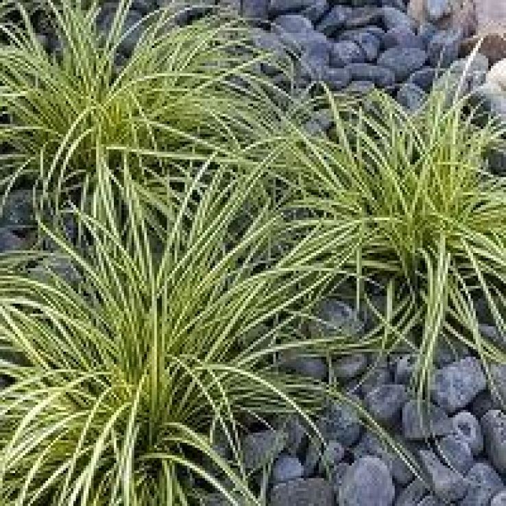 Carex oshimensis Evergold - Japanese Sedge - Pack of THREE
