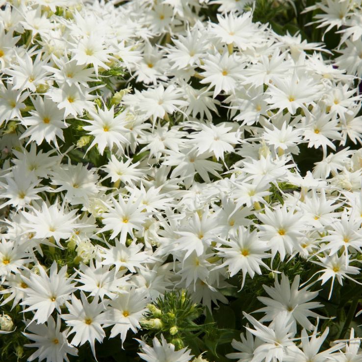 Phlox Drummodii Popstars White main product photo