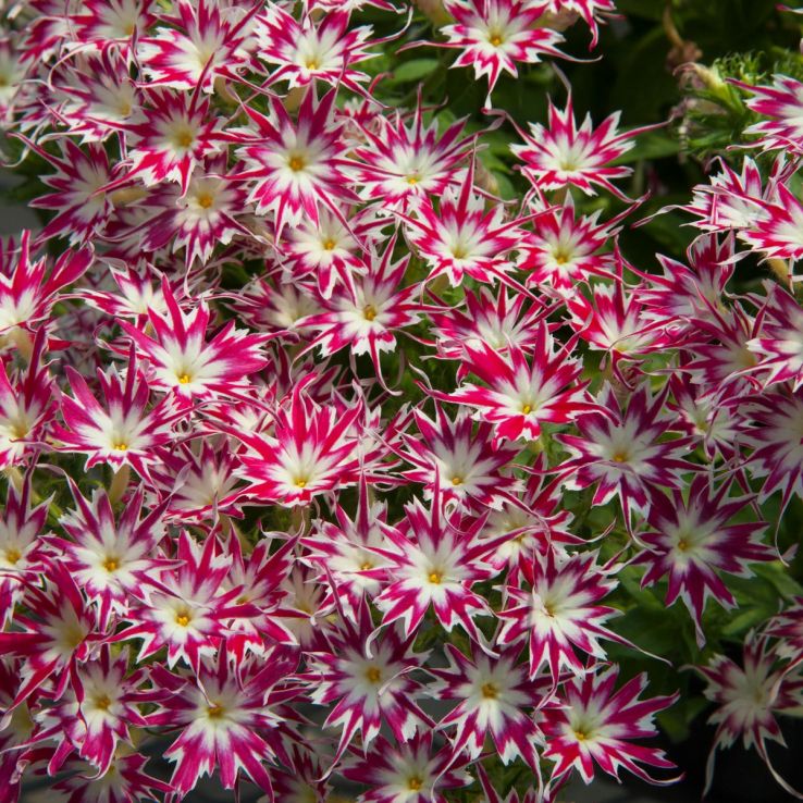 Phlox Drummodii Popstars Rose With Eye main product photo