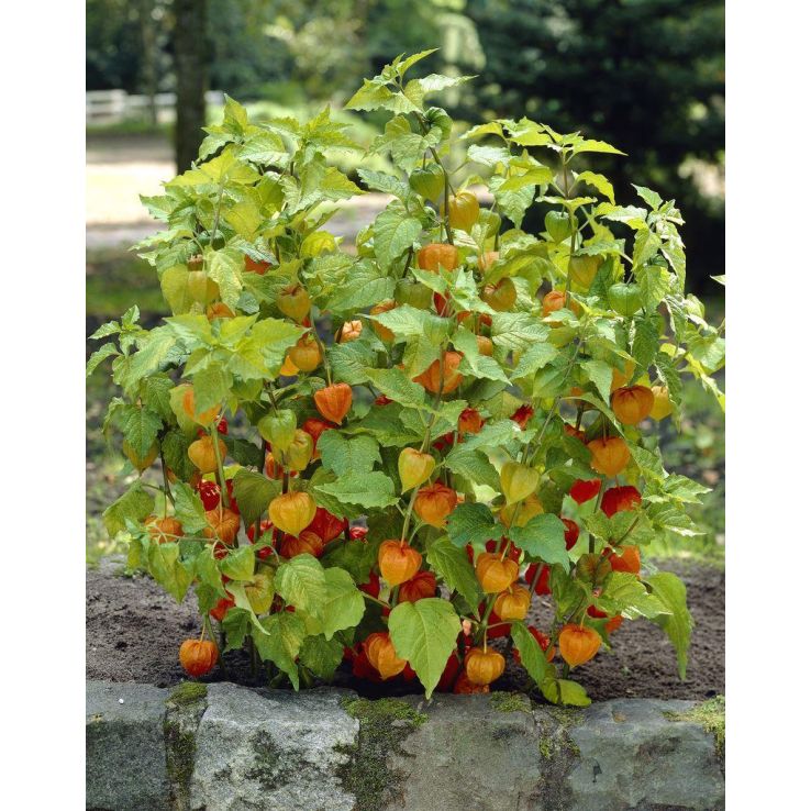 Chinese Lantern Plants - Physalis alkekengi var. franchetii - Pack of THREE