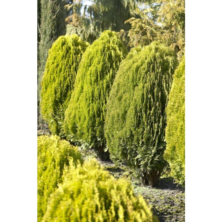 weihnachtsstern wann kaufen Euphorbia pulcherrima christmas feelings (auf Stamm) (rot) (Weihnachtsstern)  kaufen? | Stella