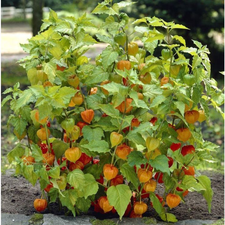 Physalis franchetii - Chinese Lantern Plant main product photo