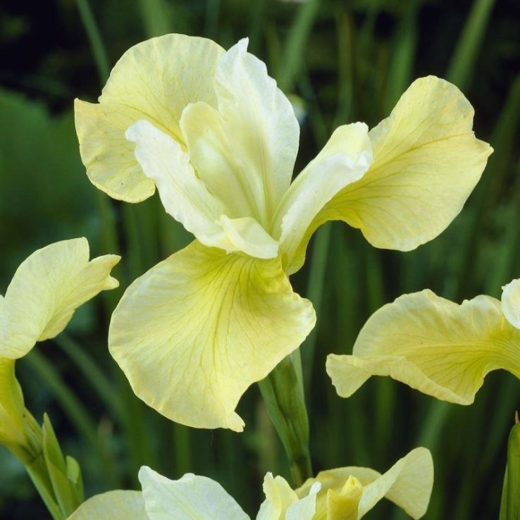 Iris sibirica Butter and Sugar main product photo