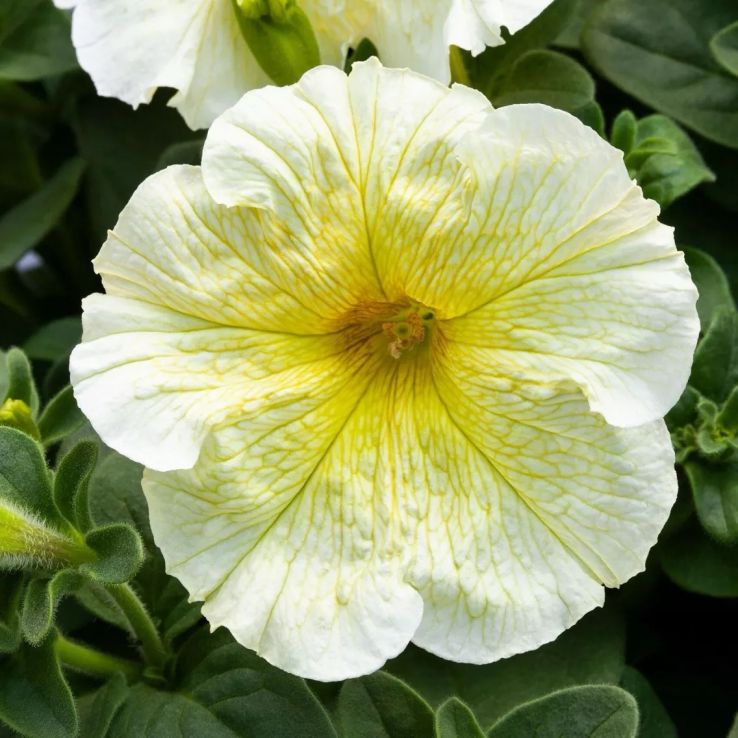 Petunia Grandflora Prism Sunshine main product photo