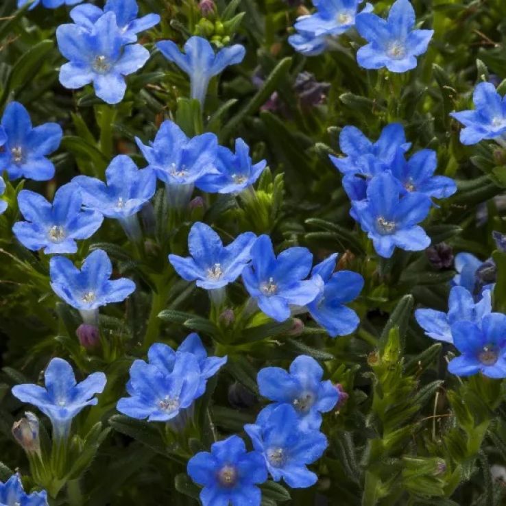 Lithodora diffusa 'Sky Blue' main product photo