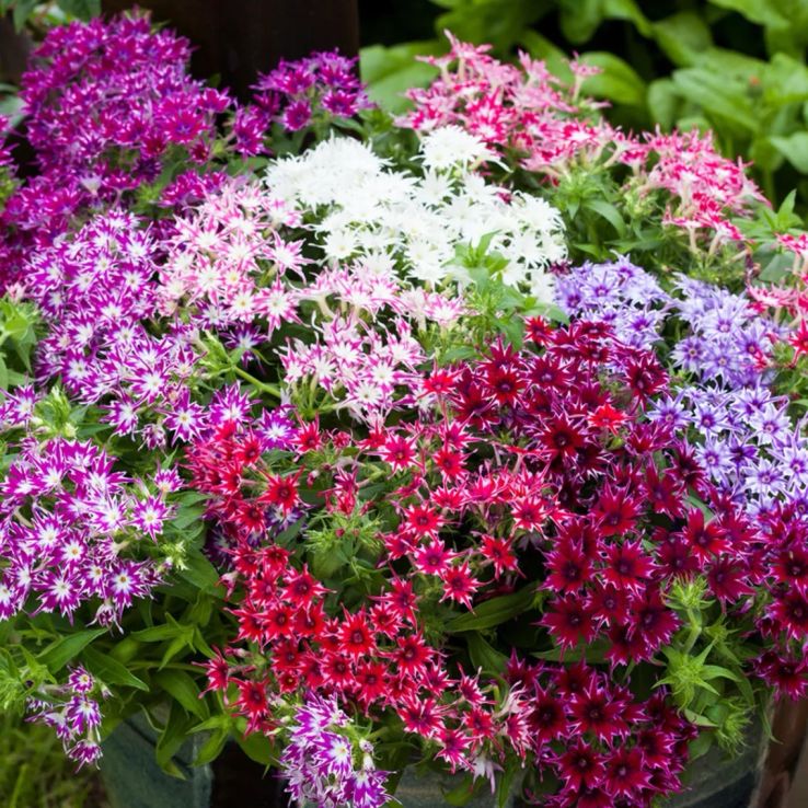 Phlox Drummondii 'Popstars' Mixed - Pack of Six main product photo