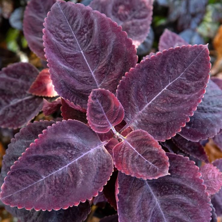 Coleus Mezmerize 'Rusty Red' - Solenostemon Plant main product photo