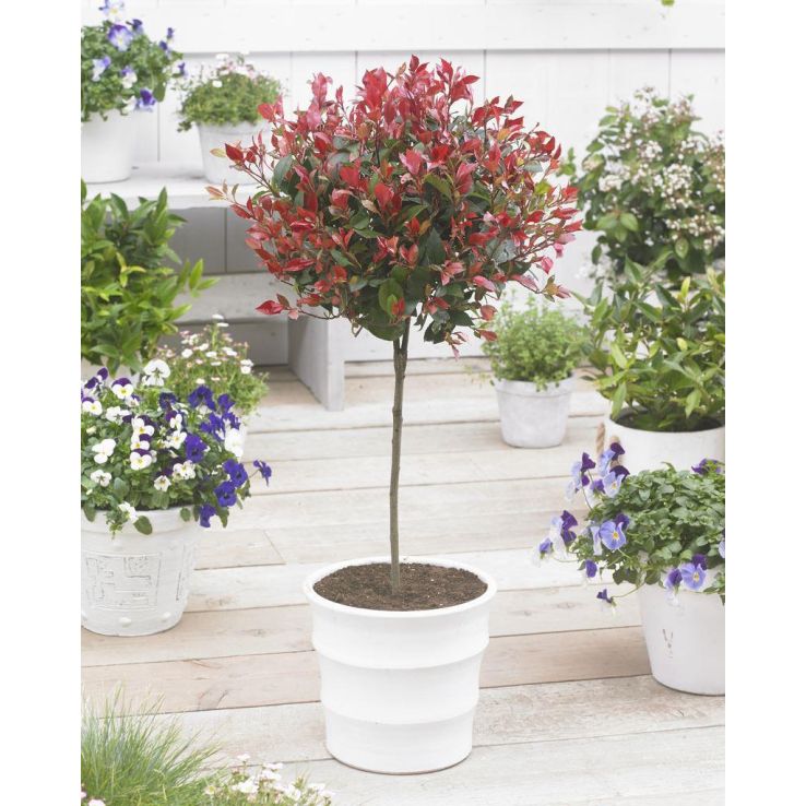 PAIR of Evergreen Photinia Compacta Red Robin Trees - 100cm