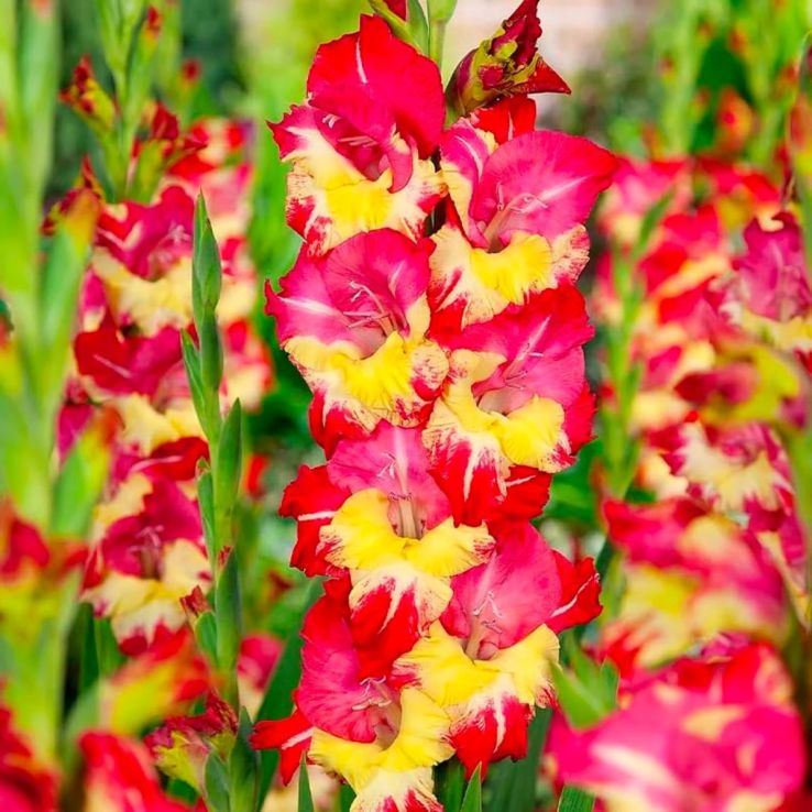 Gladiolus Stereo- Pack of 7 main product photo