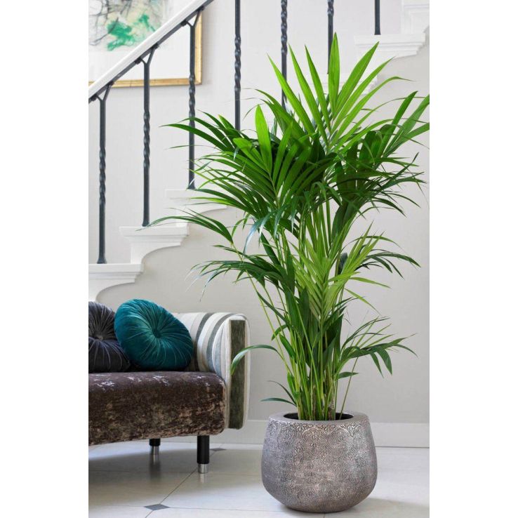 Howea forsteriana - KENTIA PALM - The best palm for indoors - 140-150cm Potted Plant main product photo