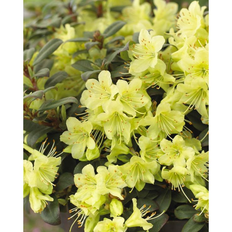 thuja wurzelsperre Lebensbaum 'Smaragd' | kaufen main image 0