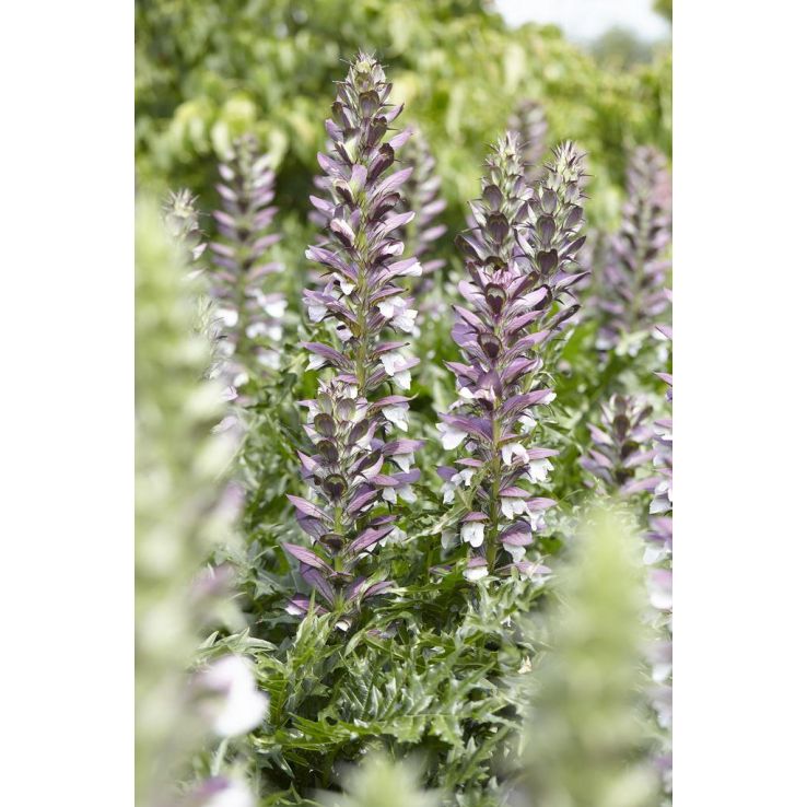 Acanthus mollis - Bear's Breeches main product photo