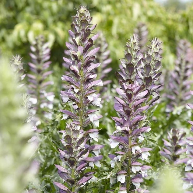 Acanthus mollis - Bear's Breeches main product photo