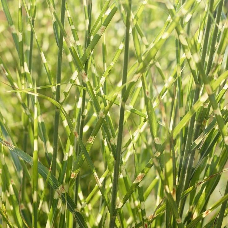 Miscanthus sinensis Zebrinus - Zebra Grass main product photo
