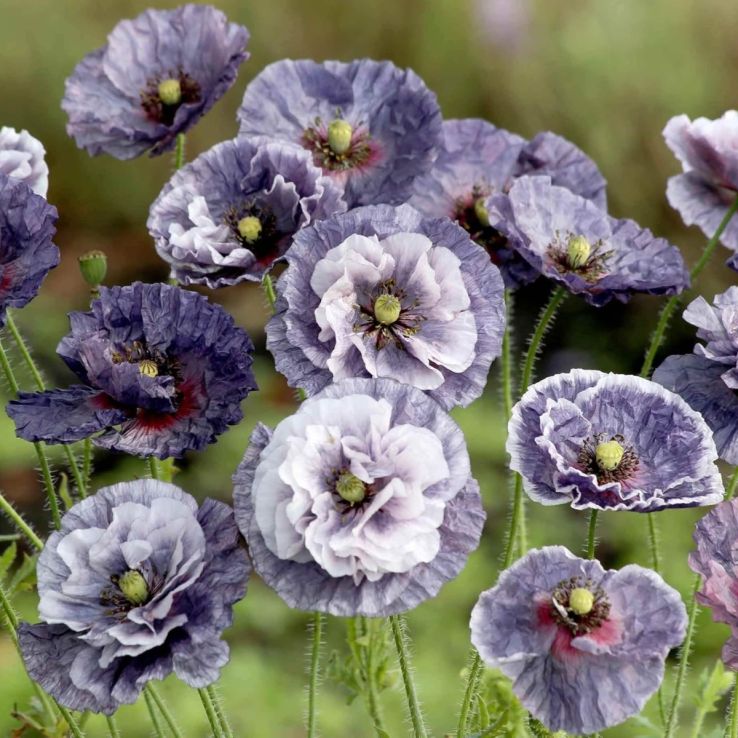 Poppy Plant 'Amazing Grey' - Papaver rhoeas main product photo